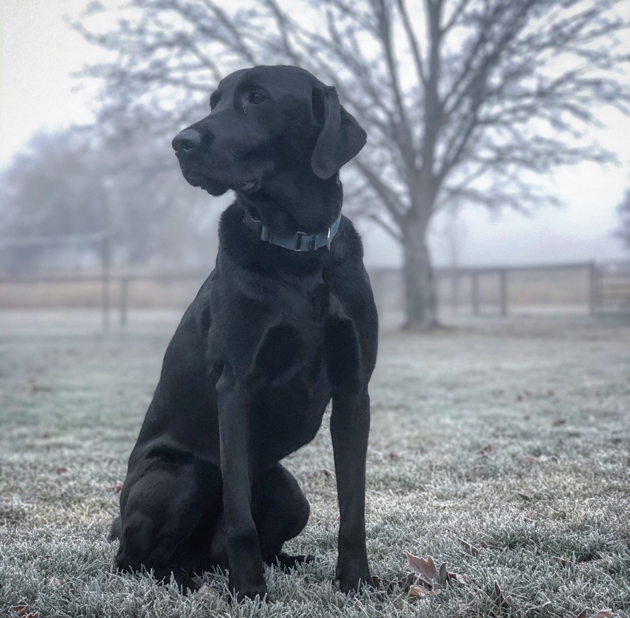 Find Dog Training Products At Gungho Dog Training